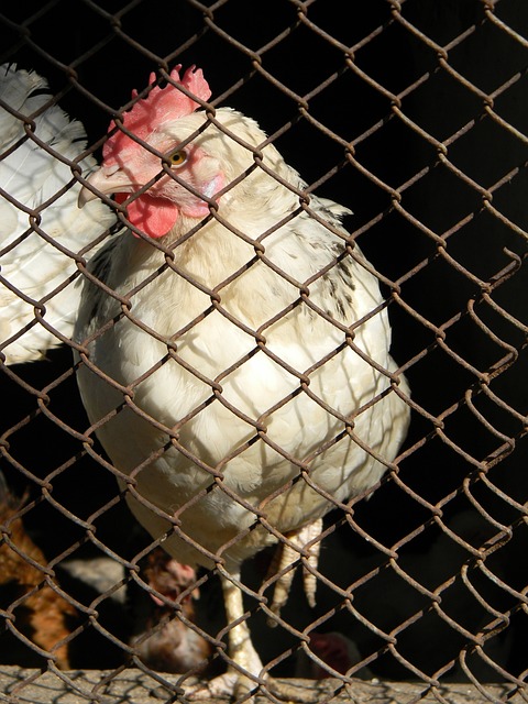 快速增长的 快速增长的